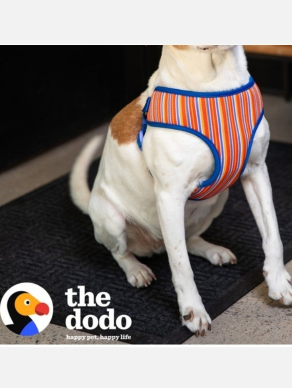 The Dodo Step-in Style Pet Harness Blue Dodo Stripe Print Sz Large NWT